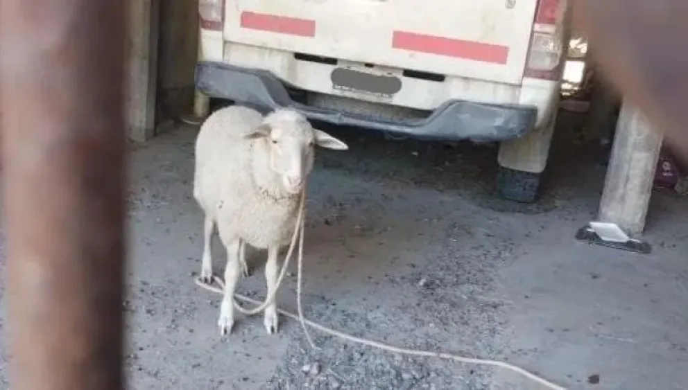 Una corderita en la ciudad: “No la puedo dejar en el campo porque me la van a robar”