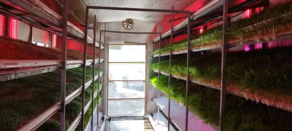 Cultivo hidropónico de forraje: innovación y vinculación en la UNRN