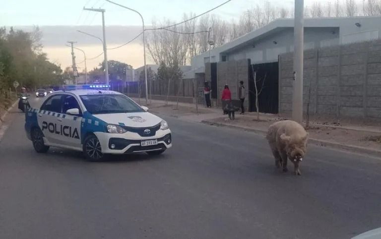 Insólito: un cerdo se paseó tranquilo por las calles de la región