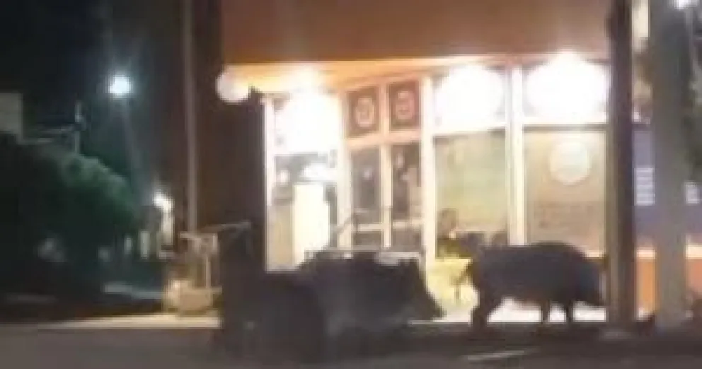 Video: Se encontraron cara a cara con cinco jabalíes