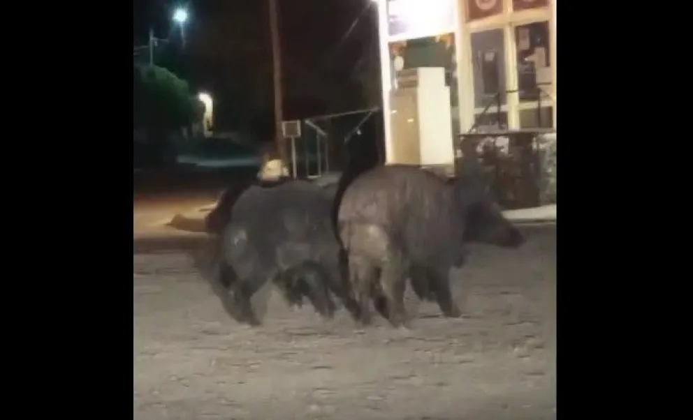 Un problema que crece: jabalíes vuelven a pasearse por Las Grutas