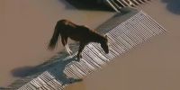 VIDEO: mira el rescate de un caballo atrapado en el techo durante las catastróficas inundaciones en Brasil