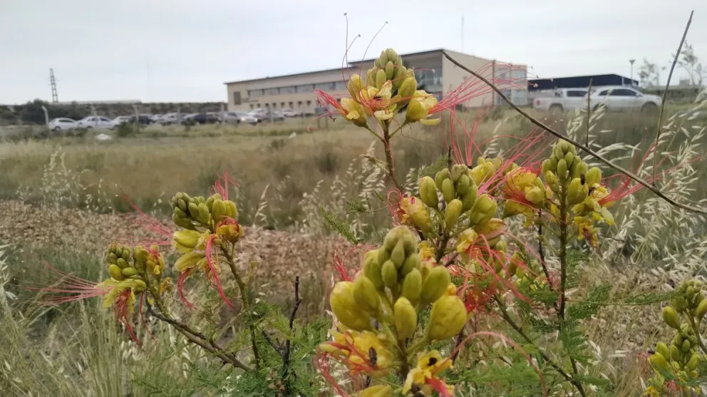 Proyecto promueve la valoración de la flora nativa y la educación ambiental