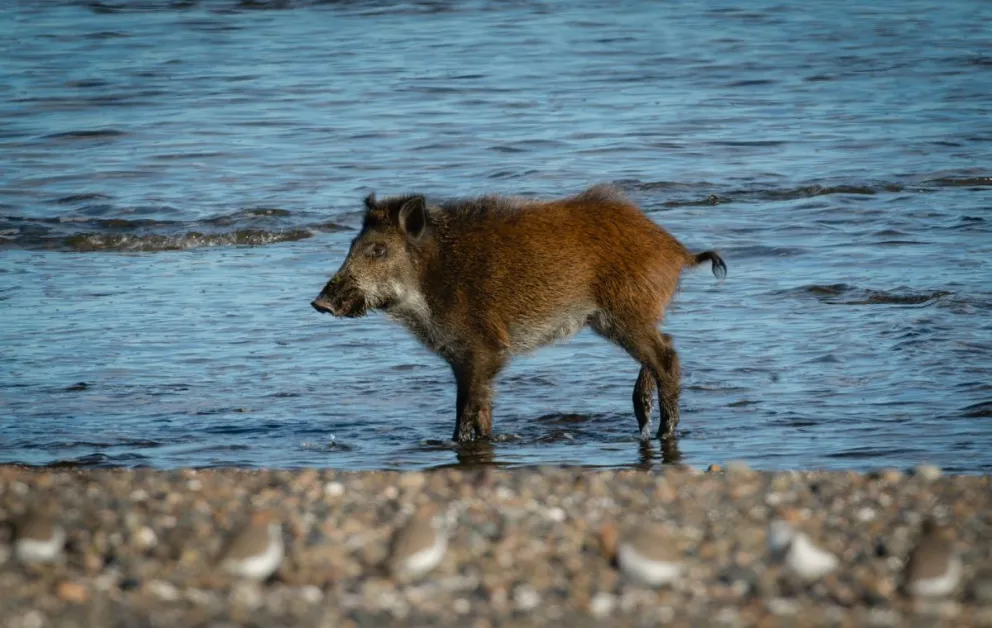 Jabalíes en la costa: preocupa la depredación de especies que nidifican en el suelo