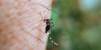 Buenas noticias: descienden los contagios de dengue en Argentina