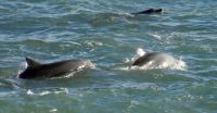 Fotografiaron a una familia de delfines nariz de botella en La Lobería