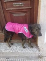 Campaña Solidaria para abrigar a los perros callejeros de la Comarca