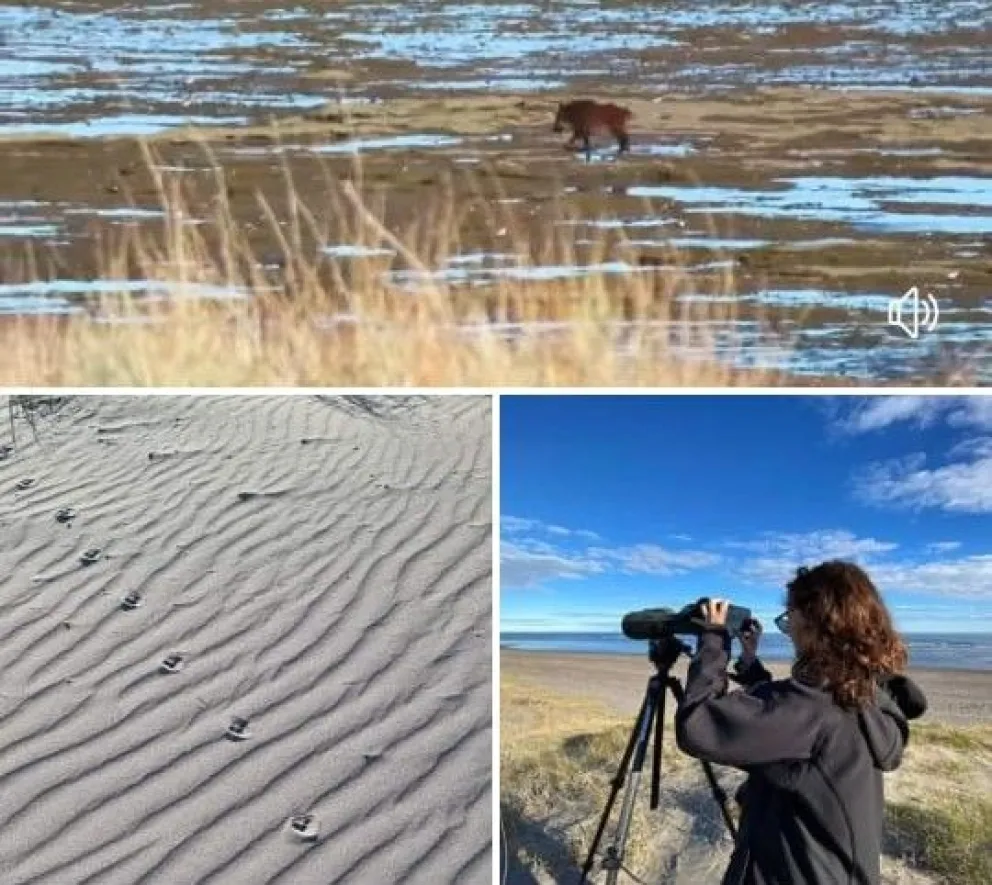 Sorpresa y media: es poco entendible que aparezcan jabalíes a la orilla del mar