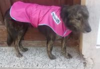 Campaña Solidaria para abrigar a los perros callejeros de la Comarca