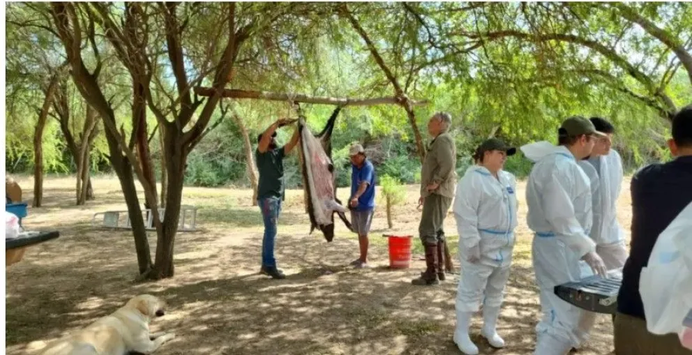 Ponen bajo la lupa las enfermedades que transmiten los jabalíes