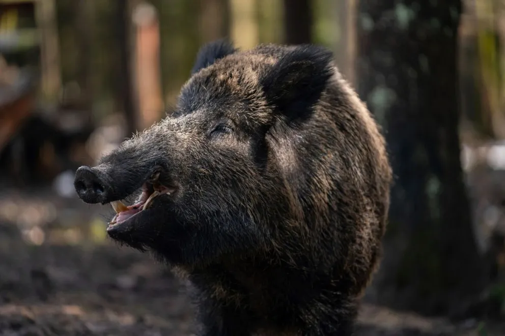 Ni las tortugas se salvan de los jabalíes: avanzan los problemas por esta imparable plaga