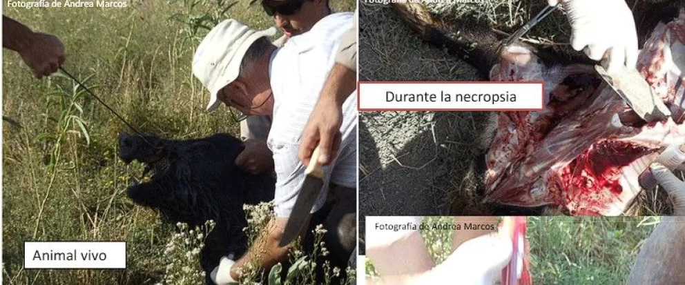 Así los cazadores deben tomar las muestras de jabalí para el estudio de SENASA