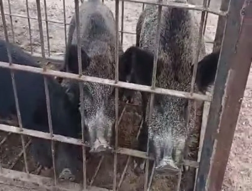 En las rutas son un peligro.