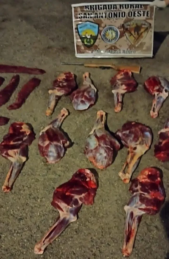 Detienen camioneta con guanacos faenados y encuentran arma de fuego