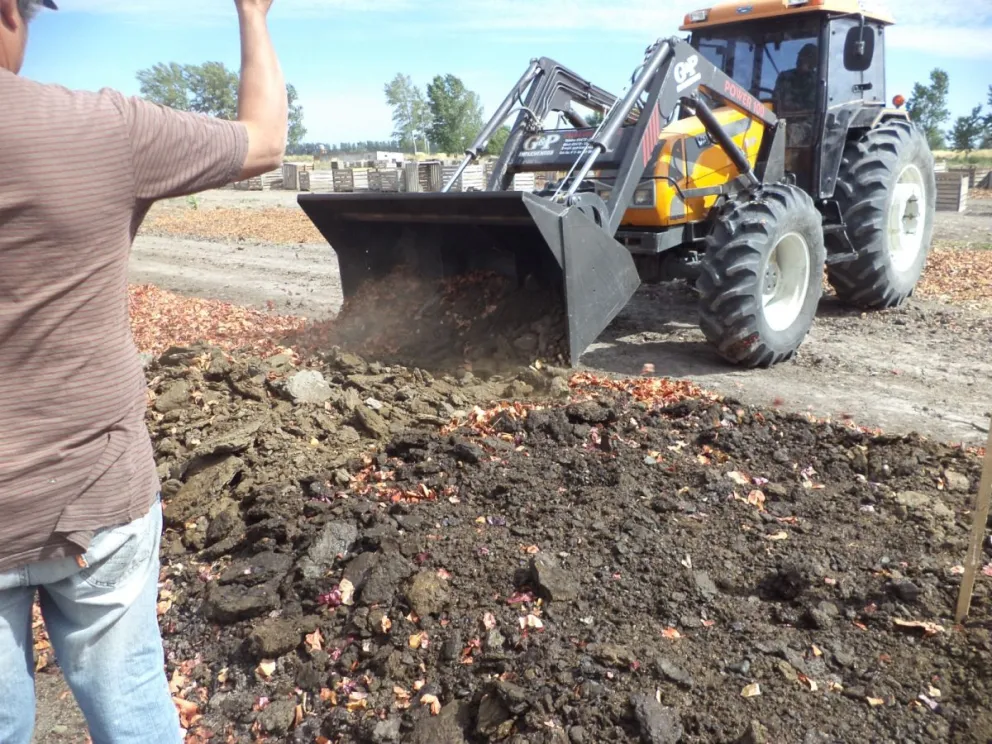 Producen fertilizantes orgánicos a partir de desechos de cebolla