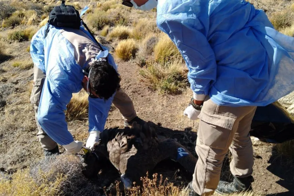 Murió envenenado un ejemplar de cóndor que volaba por cielos rionegrinos