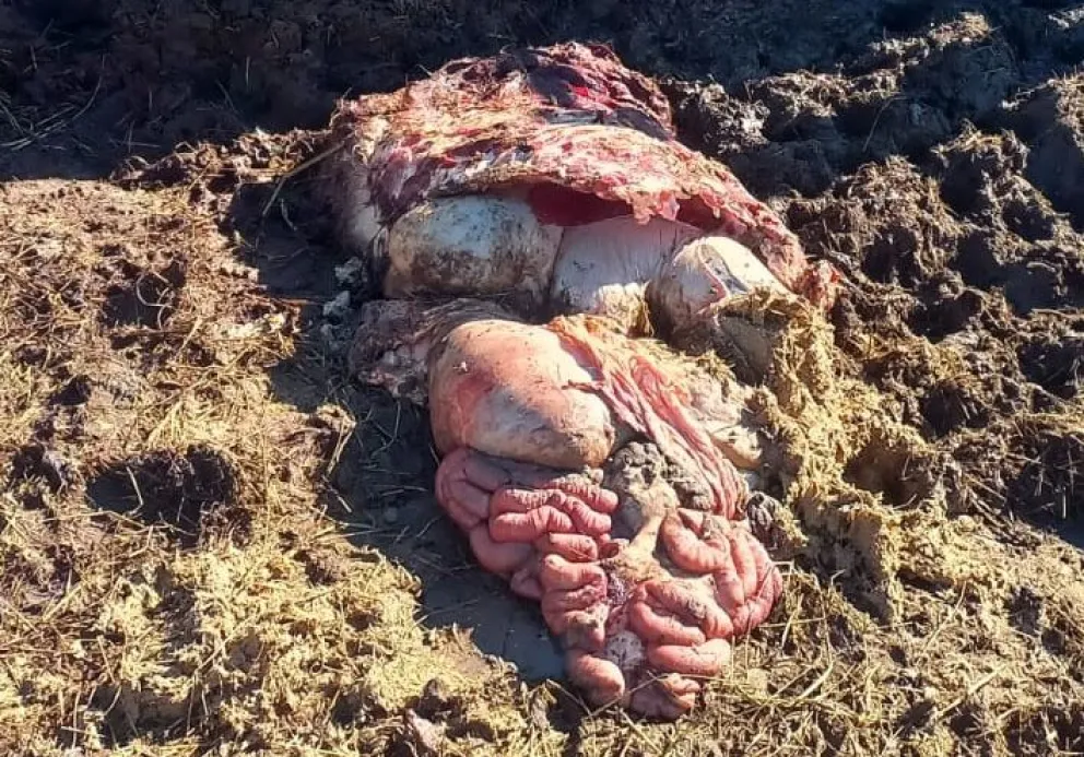 Faenaron un ternero en un corral que está a 50 metros de una casa: "Ya no sabemos qué hacer"