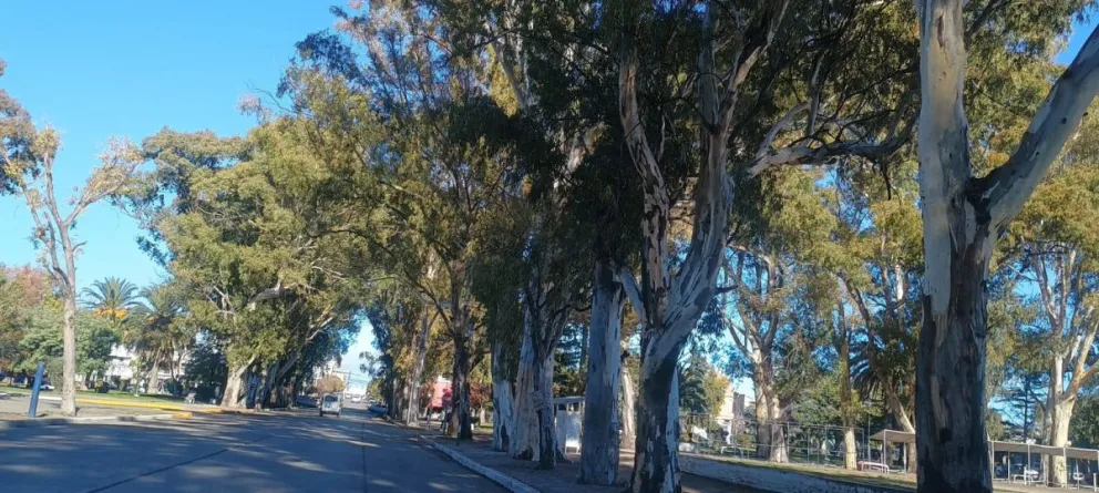 Concretan un relevamiento del arbolado público para prevenir riesgos 