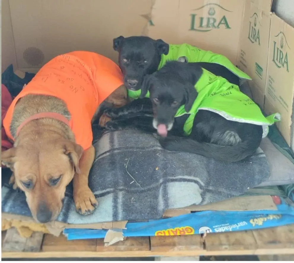 Crece la indignación por el robo de abrigos y cuchas de los perros callejeros