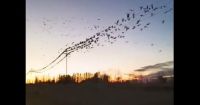 Las aves afectan el sistema eléctrico: “Cada cable tiene aproximadamente 300 kg de loros”