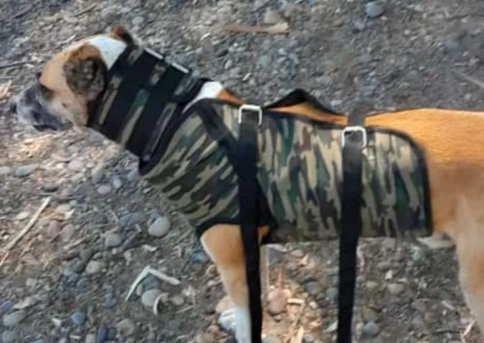 Una emprendedora crea indumentaria especializada para perros cazadores