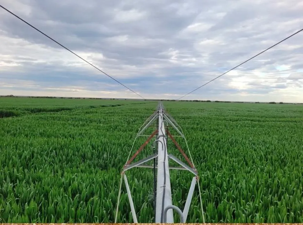 Con la soja a la cabeza, se diversifica la producción de los valles del río Negro