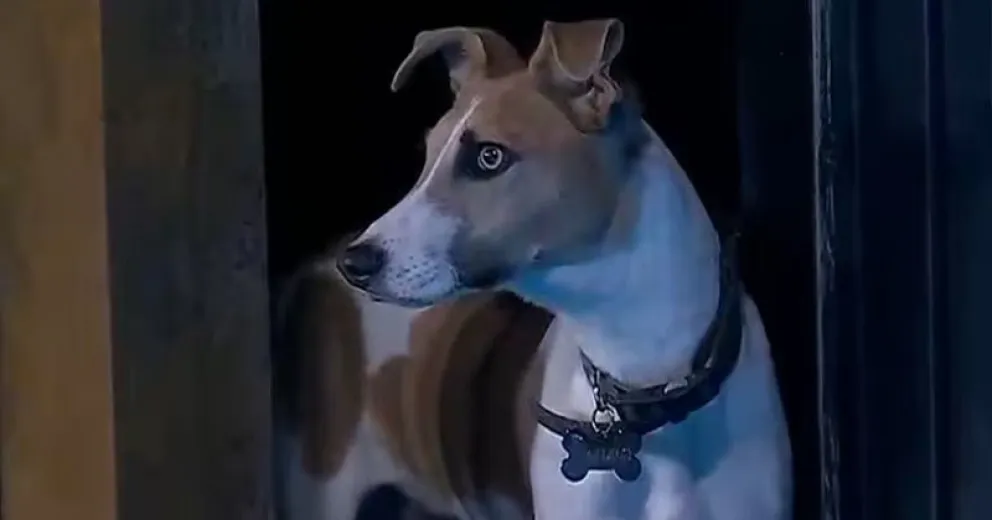 Los rescatistas de Arturo volvieron a pedir su salida urgente de Gran Hermano