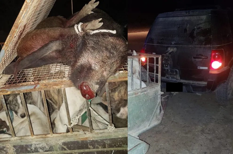 Policía interceptó camioneta con jabalíes cazados ilegalmente y ocho perros en una jaula