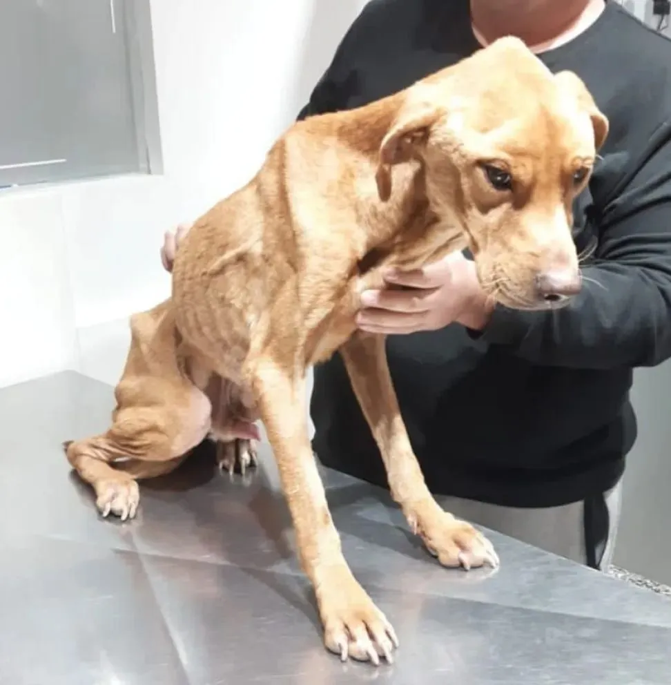 Tras un allanamiento, rescatan a un perrito que sufría maltrato