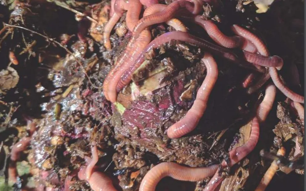 Transforman desperdicios en Lombricompostaje
