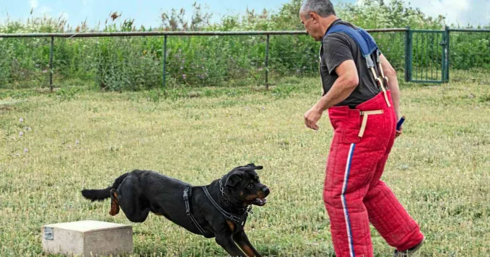 Aseguradora deberá indemnizar a adiestrador de perros por secuelas incapacitantes