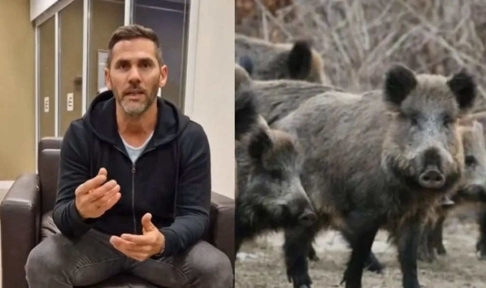 Un investigador del CONICET defendió la caza de jabalí con perros: “Uno tiene que aplicar un método de control”