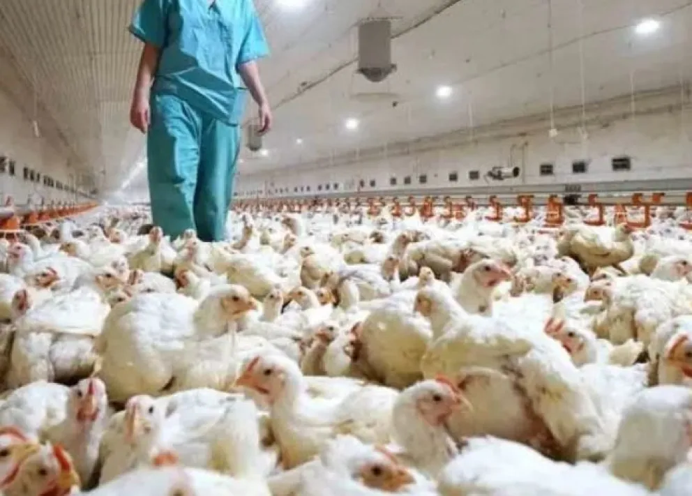 La OMS confirmó la primera muerte por gripe aviar en México