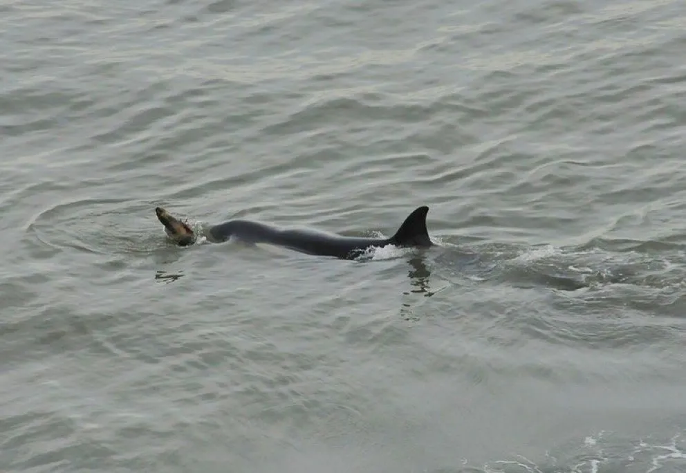 Con sangre entre los dientes, orcas estuvieron al acecho en La Lobería