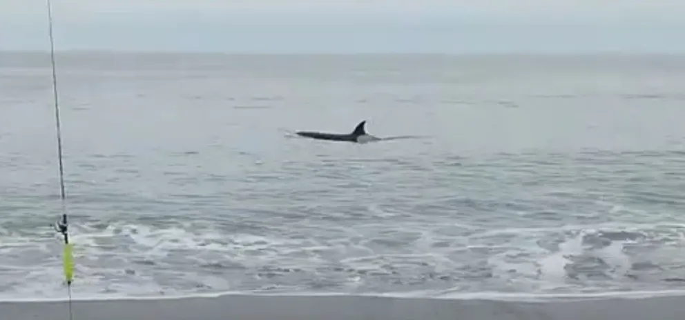 Pescadores y curiosos disfrutaron del avistamiento de Orcas durante el fin de semana 