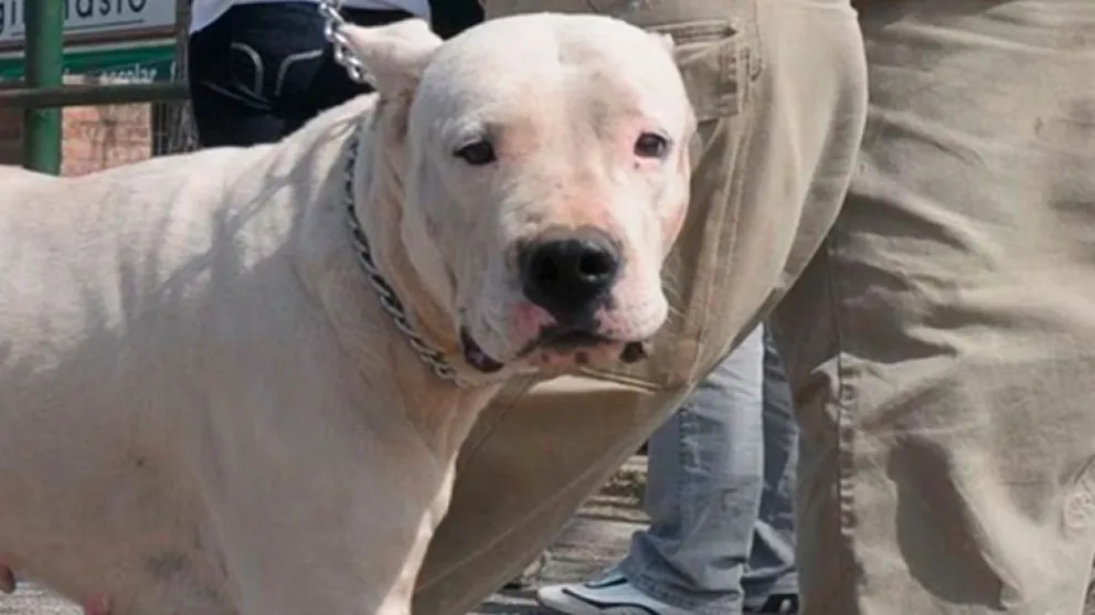 Córdoba: una nena de ocho años fue atacada por el dogo de su familia