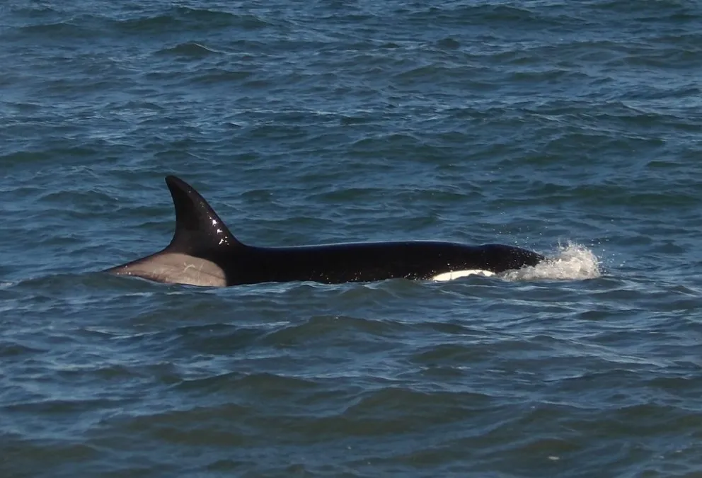 Orcas y ballenas brindan espectáculo y La Ensenada se llena de visitantes