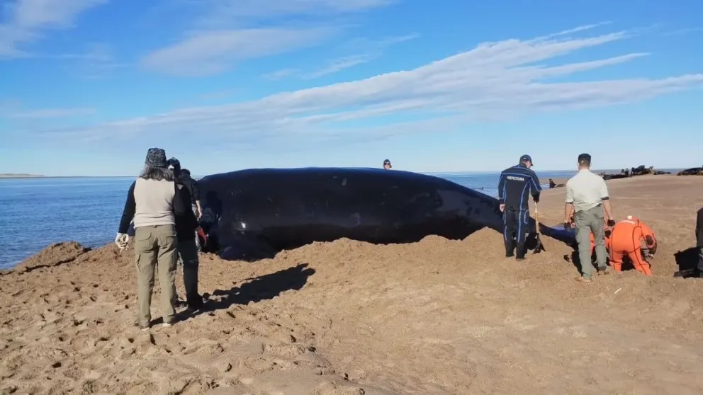 Emocionante rescate de una ballena en un playa rionegrina