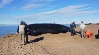 Emocionante rescate de una ballena en un playa rionegrina