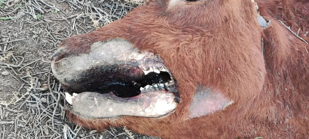 "¿Serán los extraterrestres?": denuncian mutilaciones de ganados en Patagones