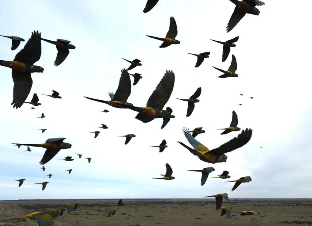 Los loros de El Cóndor ya tienen su área natural protegida