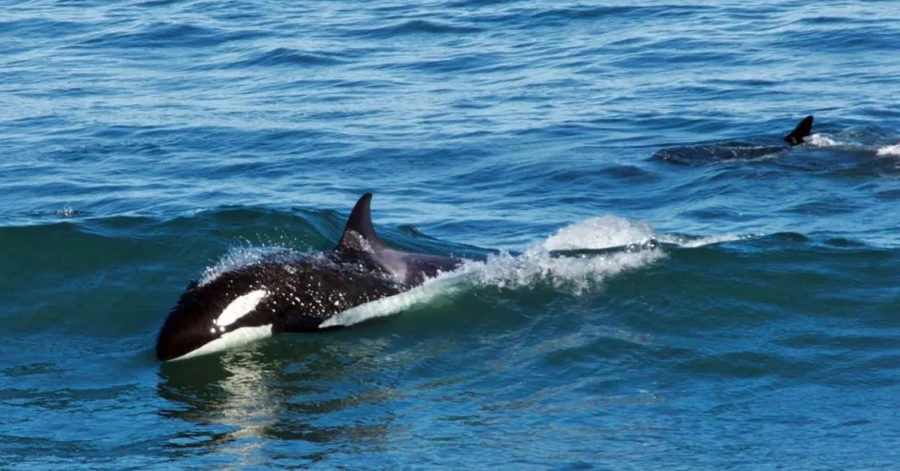 Temporada de Orcas: una aventura diferente y económica para el fin de semana