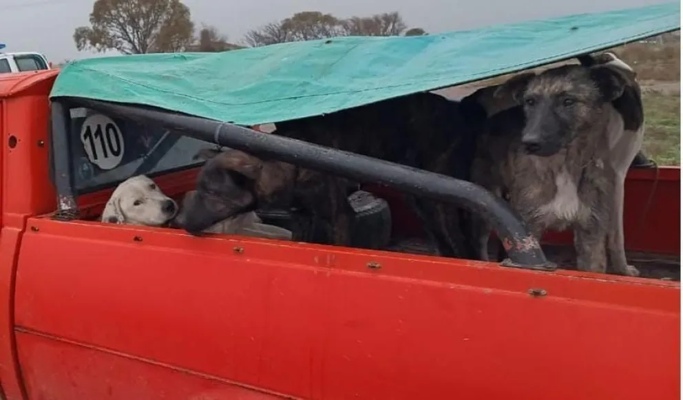 Fueron infraccionados por caza furtiva con jauría en la zona rural 