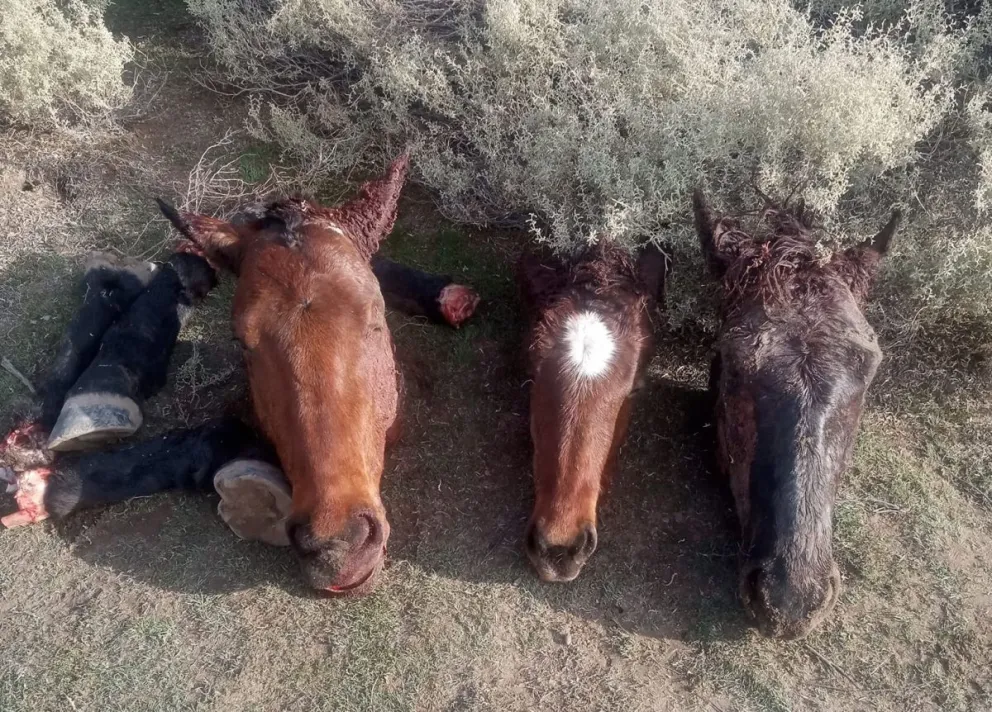 Cuatreros sin piedad: le faenaron los caballos de su hija y le dejaron las cabezas