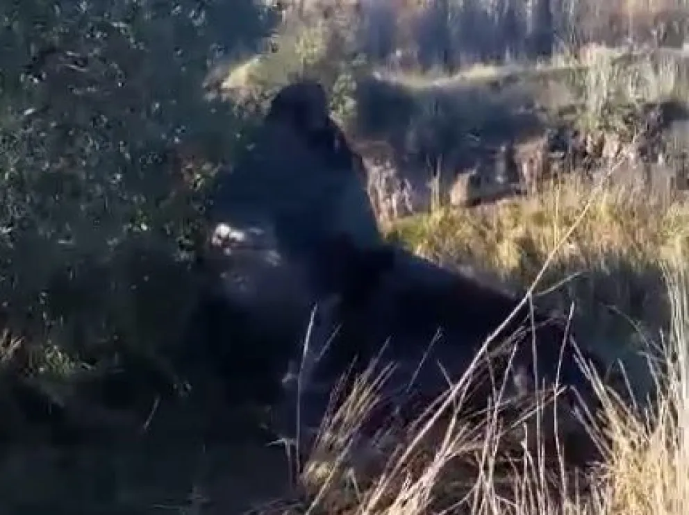 Video: un lobo marino de gran dimensión apareció en la cancha de La Peña Azul y Oro