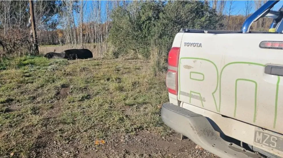 Trasladaron al lobo marino que apareció en una cancha de fútbol 