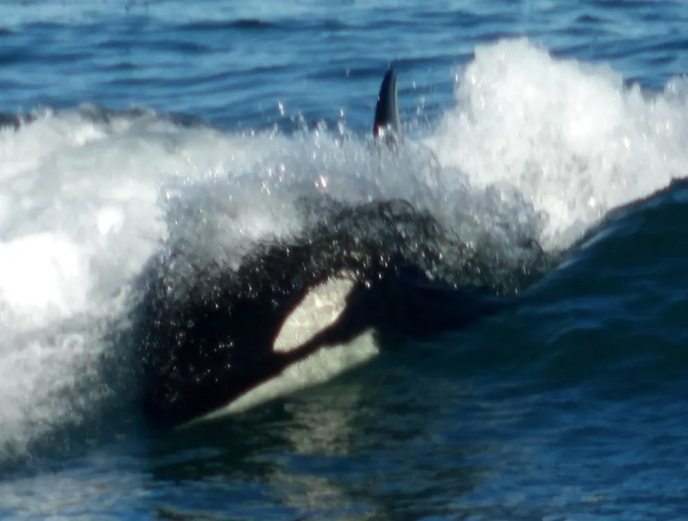 Las orcas “invadieron” la reserva, comieron lobos y se retiraron