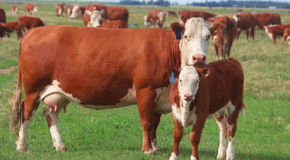 Otro ataque al sector rural: faenaron dos vacas preñadas a plena luz del día
