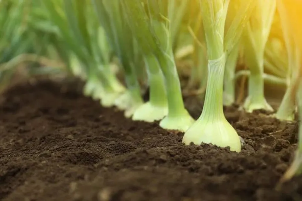 Capacitación en riego por goteo para cultivo de cebolla: “Una oportunidad para sacarse todas las dudas”