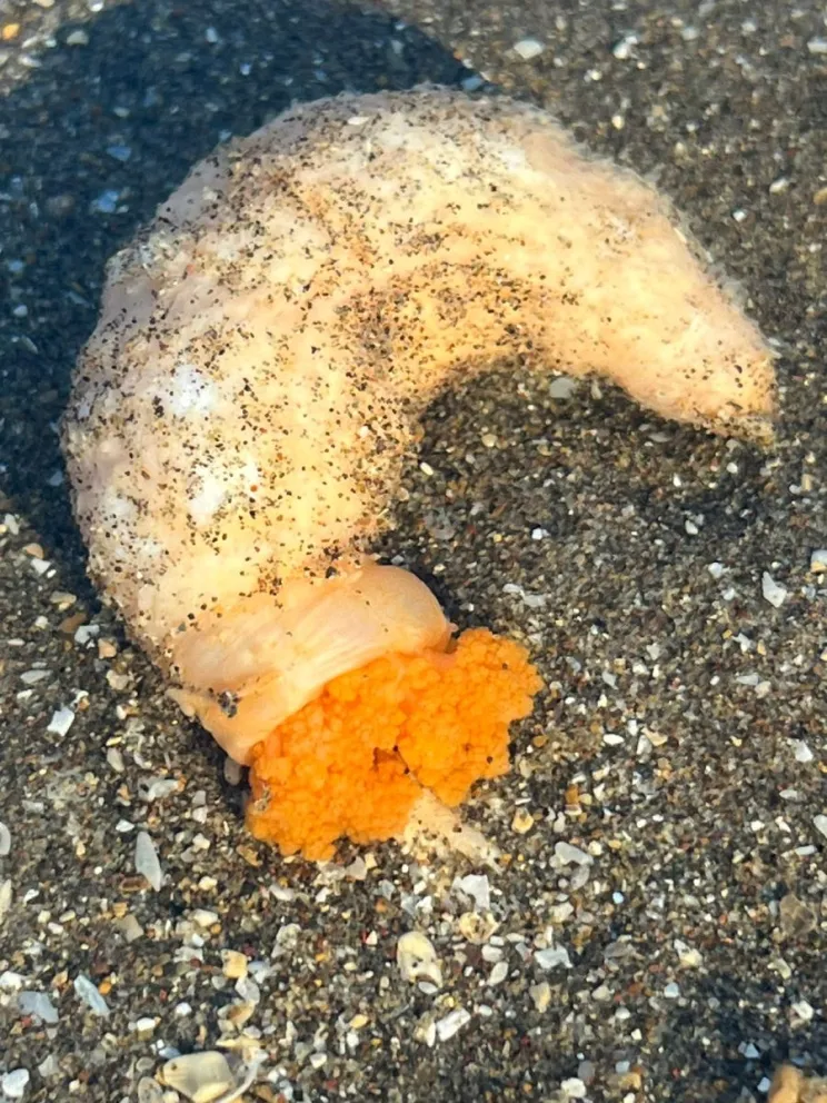 En El Cóndor aparecieron pepinos de mar valuados en 3500 dólares el kilo